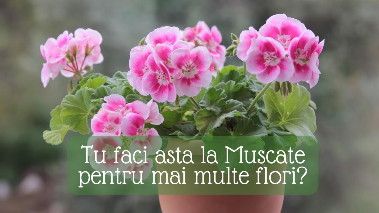 Obligatoriu de facut vara la Muscate pentru flori multe?