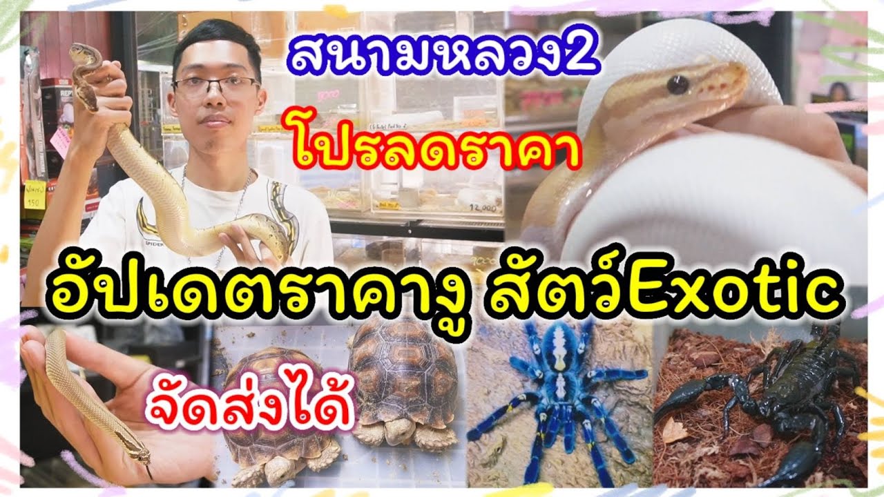 มาแล้วว อัปเดตราคางู และสัตว์ Exotic (โปรโมชั่นลดราคางู) สนามหลวง2 จัดส่งได้ทุกจังหวัด ร้านเจ็นซู