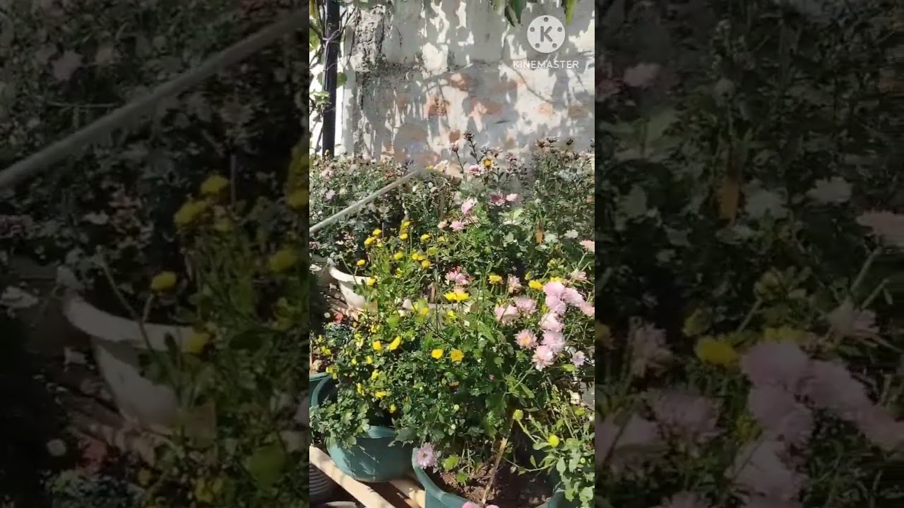 Home made pesticide for chamanthi plants #youtubeshorts #shorts #youtubeshorts