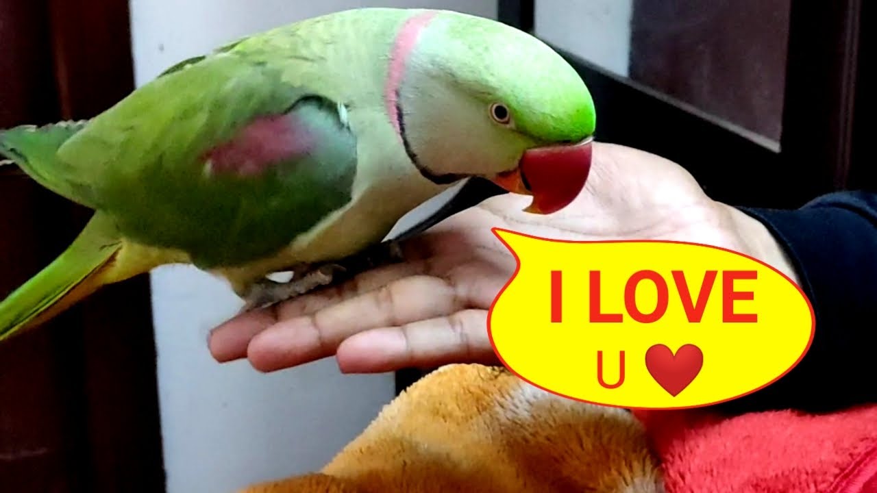 Pablo Parrot Talking- I love You Mummy Papa- Cute Parrot