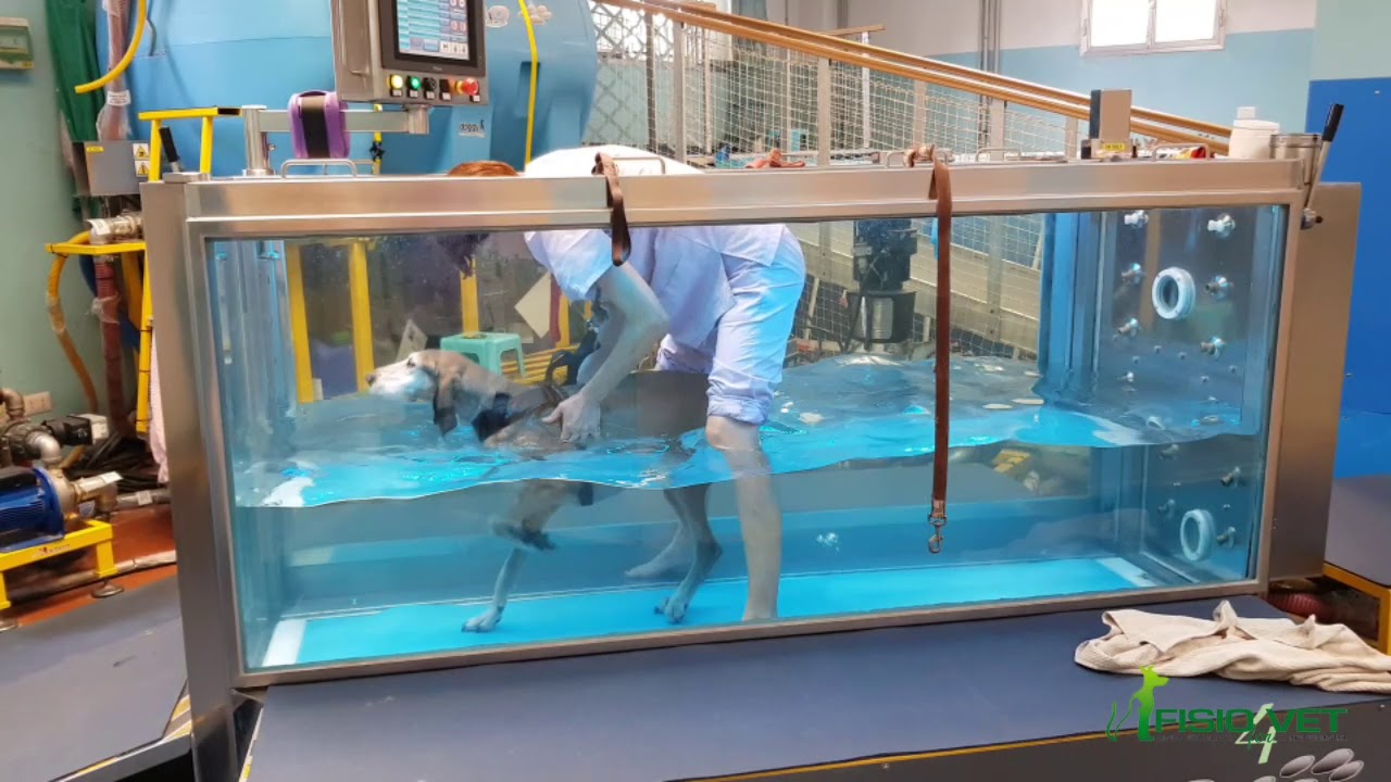 Segugio Kaleo fa primo underwater treadmill dopo intervento di ernia cervicale