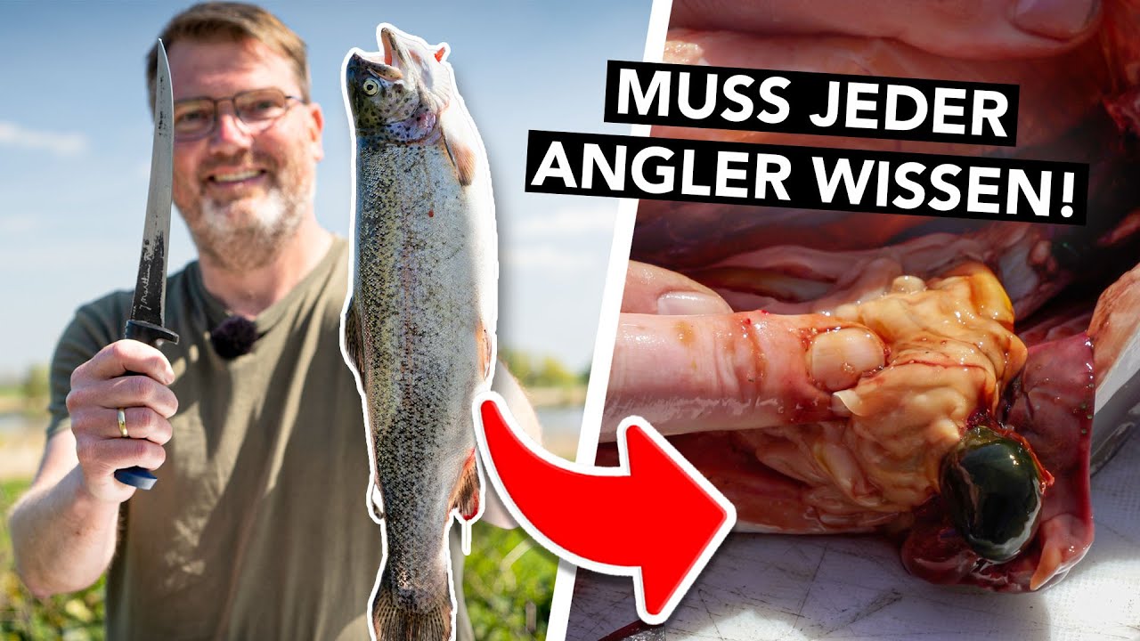 Wir nehmen eine Forelle aus und zeigen euch die Organe! 🔪