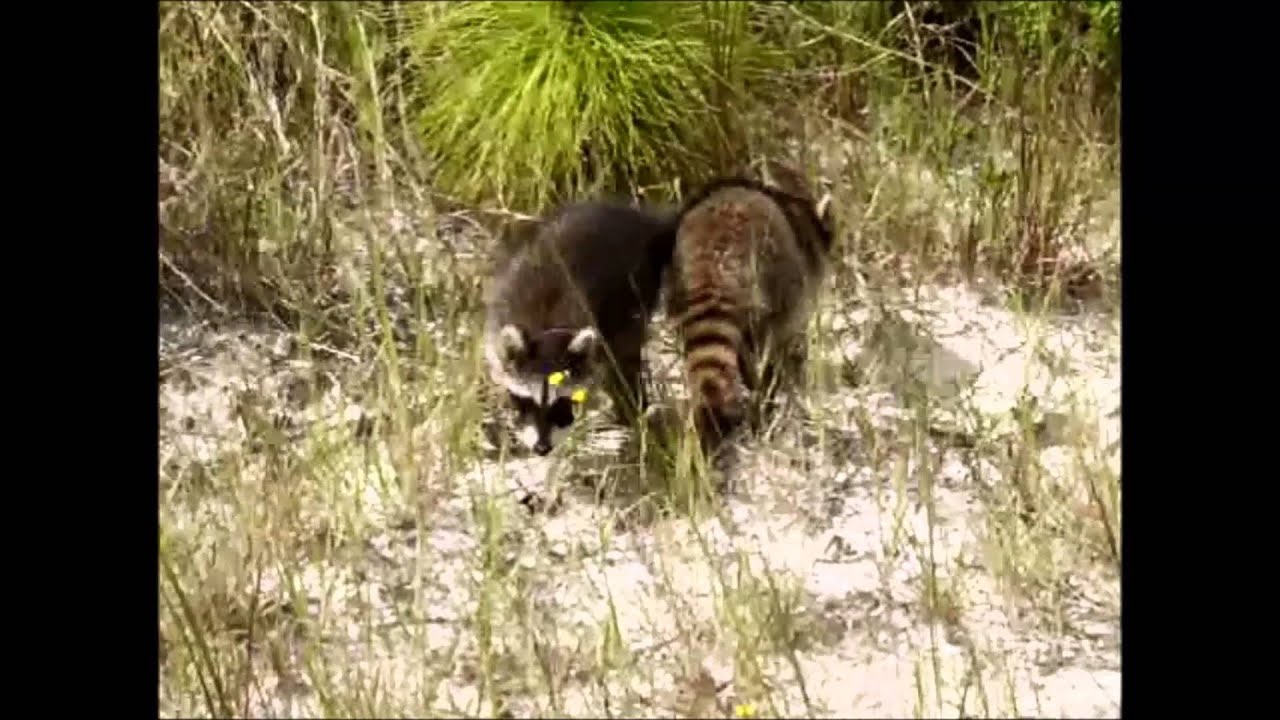 Releasing animals Into The Wild - Busch Wildlife Sanctuary