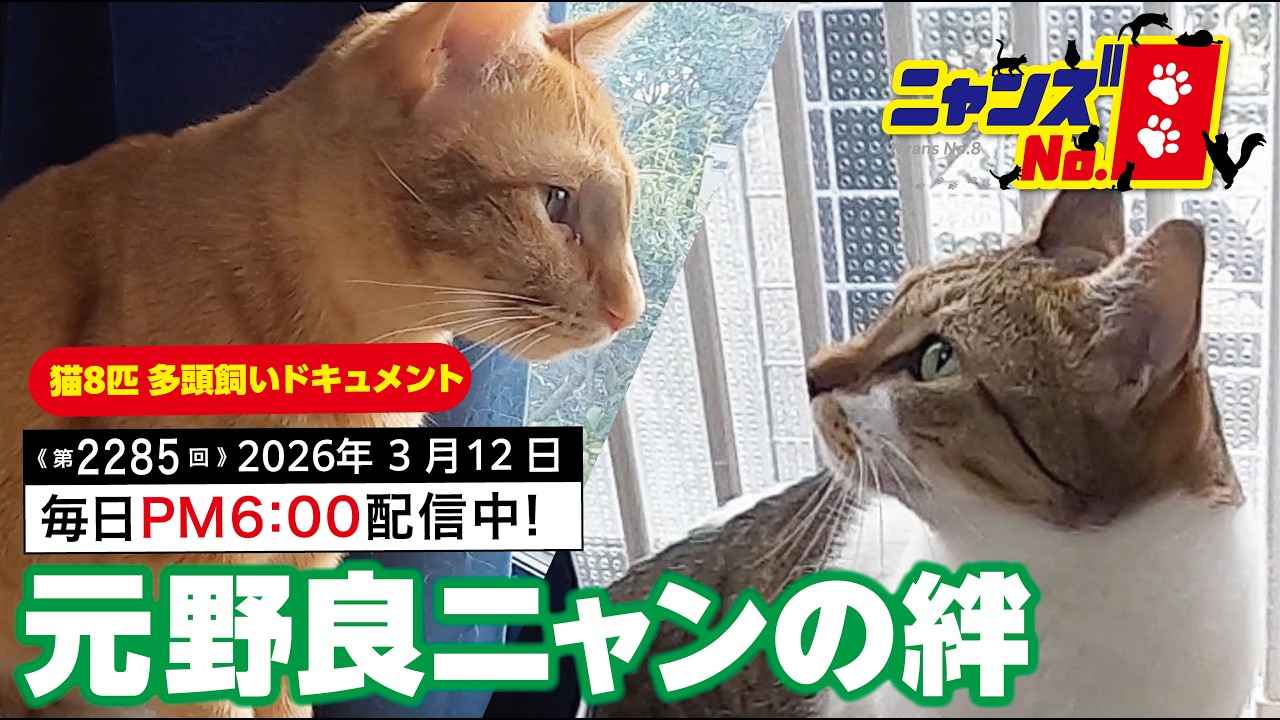 《第2285回》元野良ニャンの絆