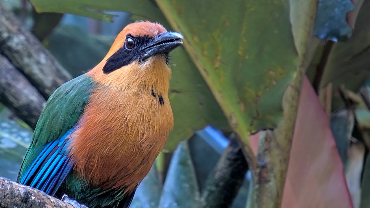 CLOSEUP as Rufous Motmot Perches Above Panama Platform | Oct 5 2023