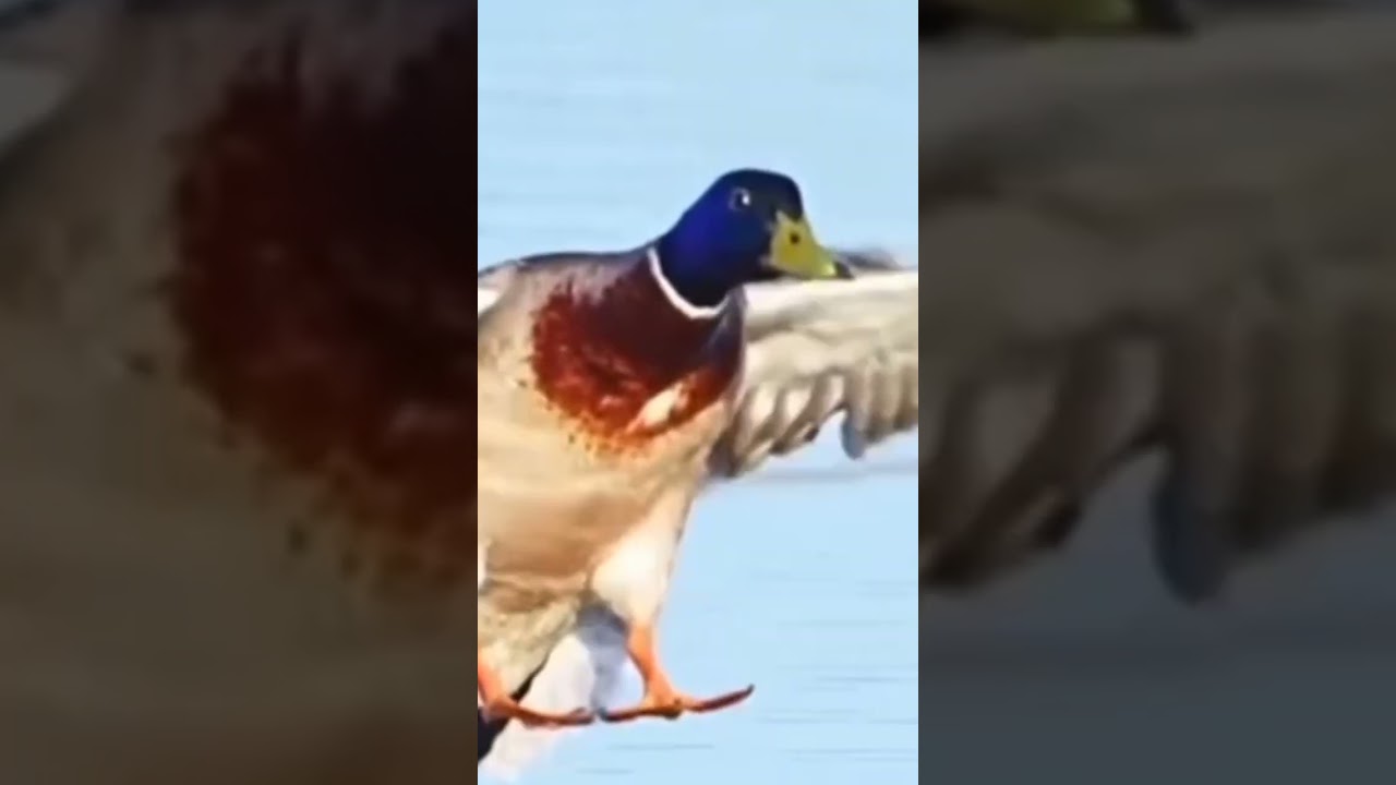 murghabi landing #bird #birdslover #beautifulanimals