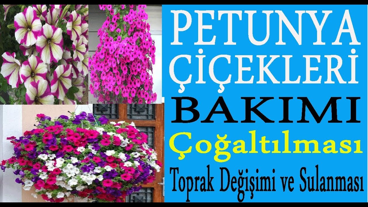 Petunya çiçeklerinin bakımı, sulanması, toprak değişimi ve çoğaltılması. Petunia Hybrida folwers