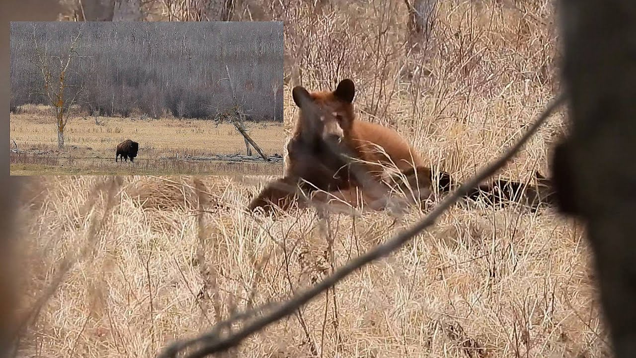 Bison and Bear Encounters in Alberta's Wilderness: Elk Island NP