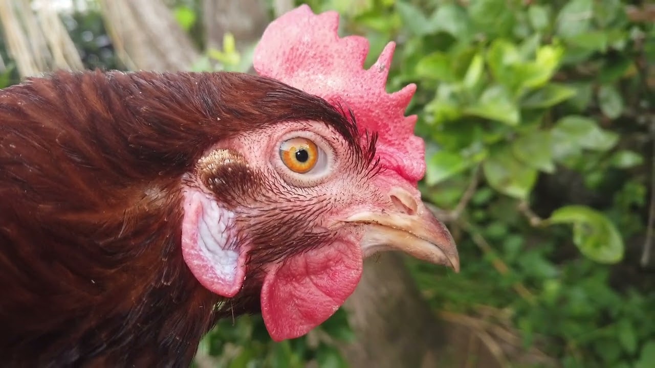 Recomendaciones para la Cría de Gallinas de Traspatio