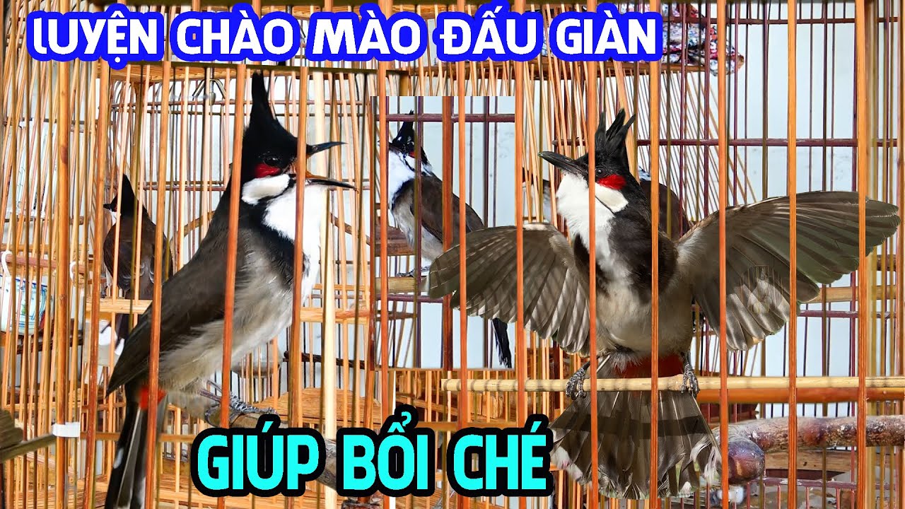 Chào Mào Đấu Giàn. Bước Đầu Tập Sự Luyện Chào Mào Bổi Đi Giàn / Chào Mào Hót Đấu .Kích Bổi Lên Lửa.