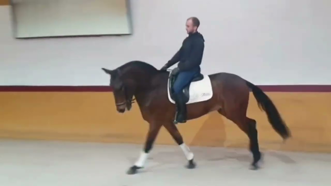 PRE gelding for Sale – ALBIR – 6 y/o – 1.65 m – Ideal for Amateur+ Riders – Spain