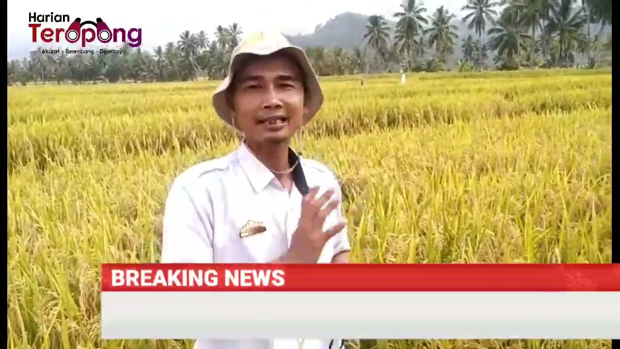 Cara Jitu  Penggiat Pertanian KoTim Tingkatkan Produksi Padi | Kotaagung Timur - Tanggamus