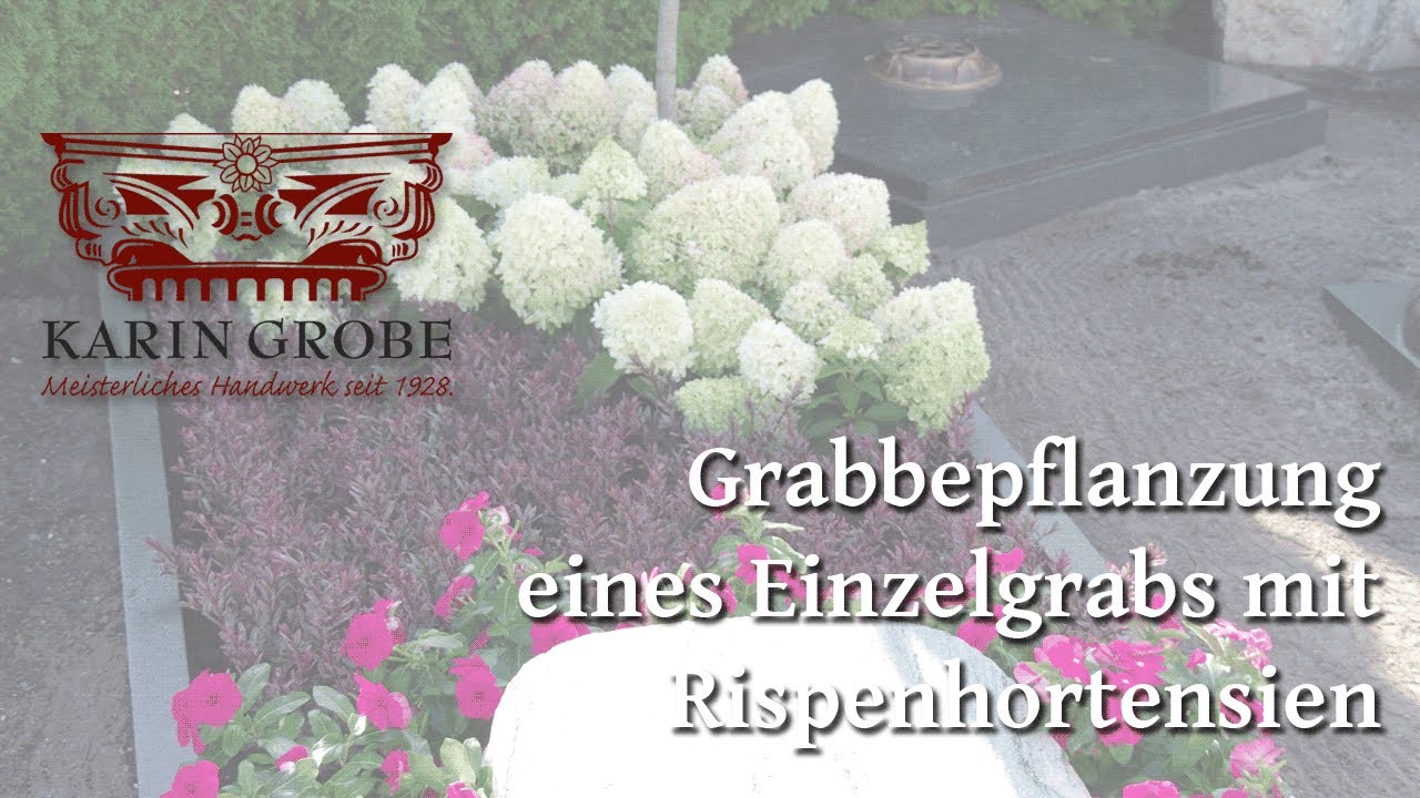 Grabbepflanzung Einzelgrab mit Rispenhortensien - Naturstein Grobe u. Gärtnerei Wosch Zossen