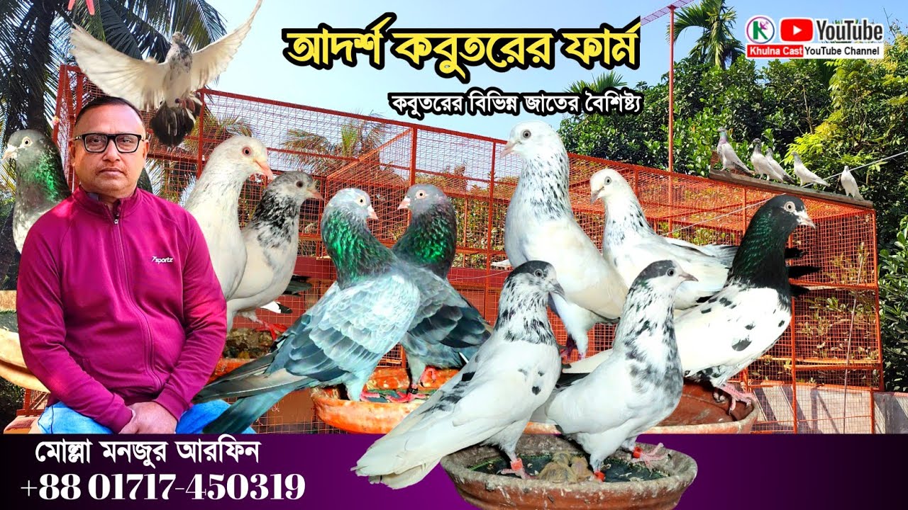 আদর্শ কবুতরের খামার।। original Bloodline pigeon farm।। পাকিস্তানি কবুতরের ফার্ম।। high flying pigeon