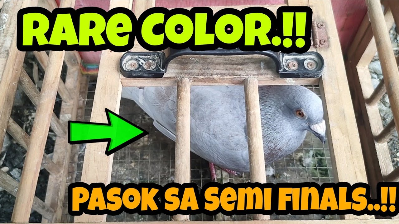 SEMI FINALS, OFF COLOR NAPALABAN.! | MACARSE VS SAN ISIDRO | KARERA NG KALAPATI!