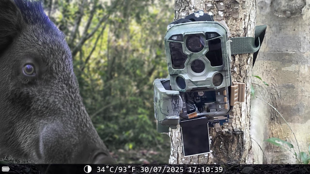 Fallos, robo, pruebas y errores de Cámaras Trampa 🥺 No es tan fácil como parece | Fauna de Yucatán