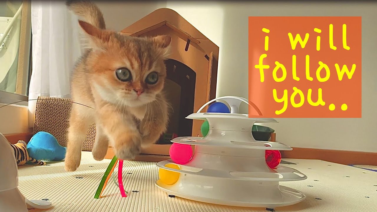 First day British Shorthair cute cat kitten follows me everywhere | So cute