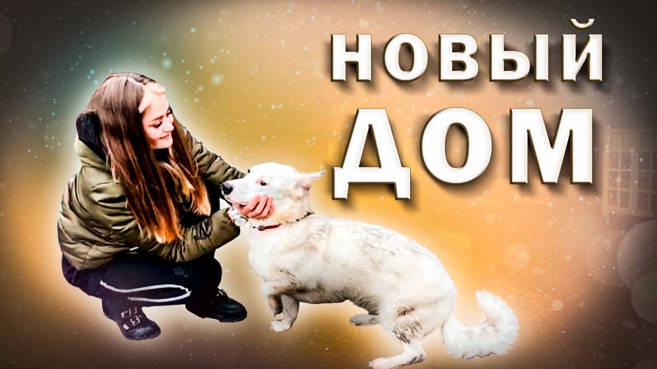 VLOG: Кого выбрали наши гости? // Хвостатые будни