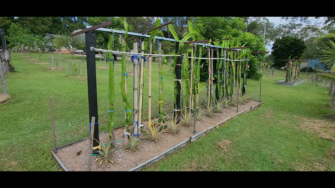 Dragon fruit trellis, 8 month on, so far pretty good.