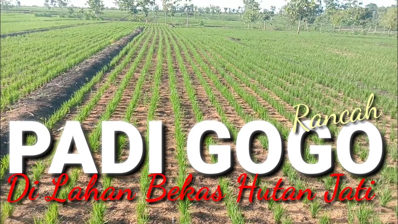 Tanam Padi GOGO Tanpa Sumber Air...Hasil Istimewa 😱