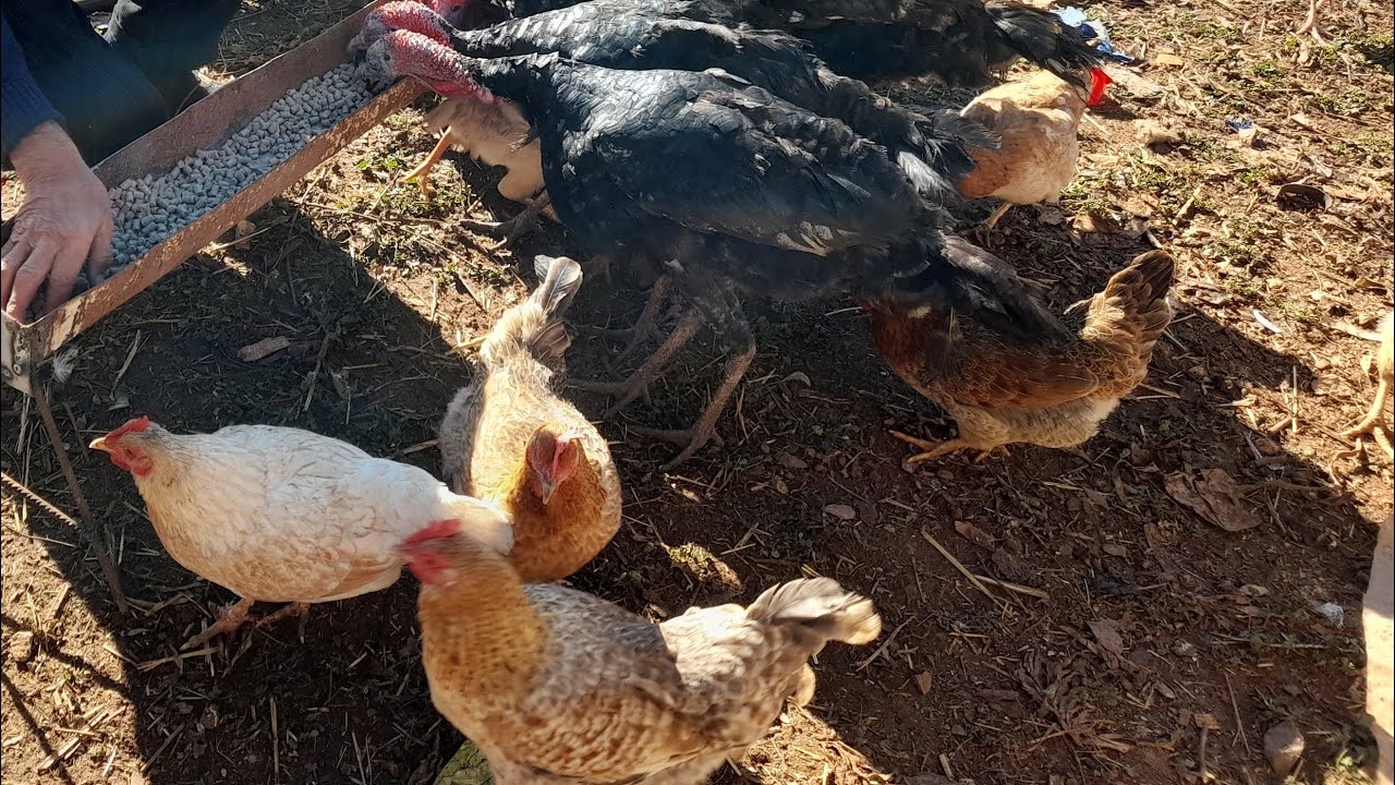 ها شنو خاصك تعرف قبل ما تبني بيت للدجاج👌 شاهد حتى النهاية 🐔تحت طلبكم الفيديو طويل نوعاً ما 