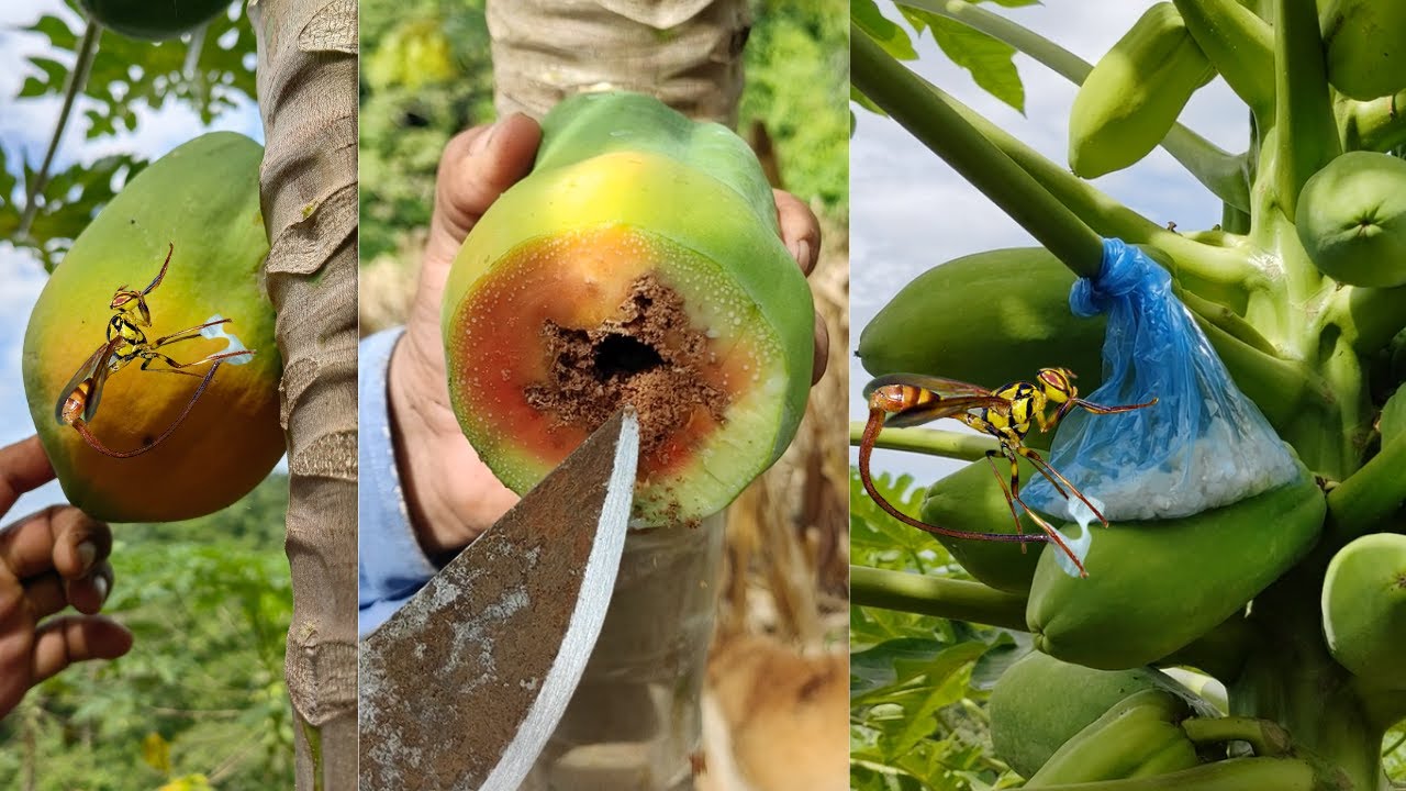 Mosca afecta a las papayas - LAS ENGUSANA - combatir la plaga de la Mosca afecta la fruta de papaya