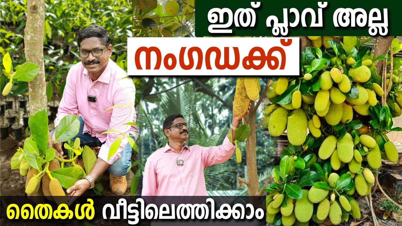 പ്ലാവിനെ തോൽപ്പിക്കുന്ന നംഗഡക്ക് തൈകൾ വാങ്ങാം | വിലക്കുറവിൽ വീട്ടിലെത്തിക്കും #nangkadak