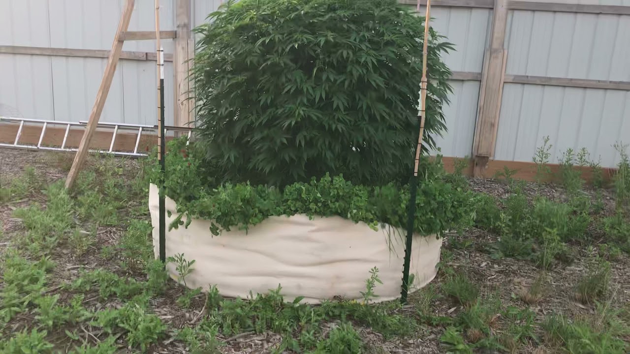 No till! Living soil! Organic! Best Michigan Outdoor cannabis update!