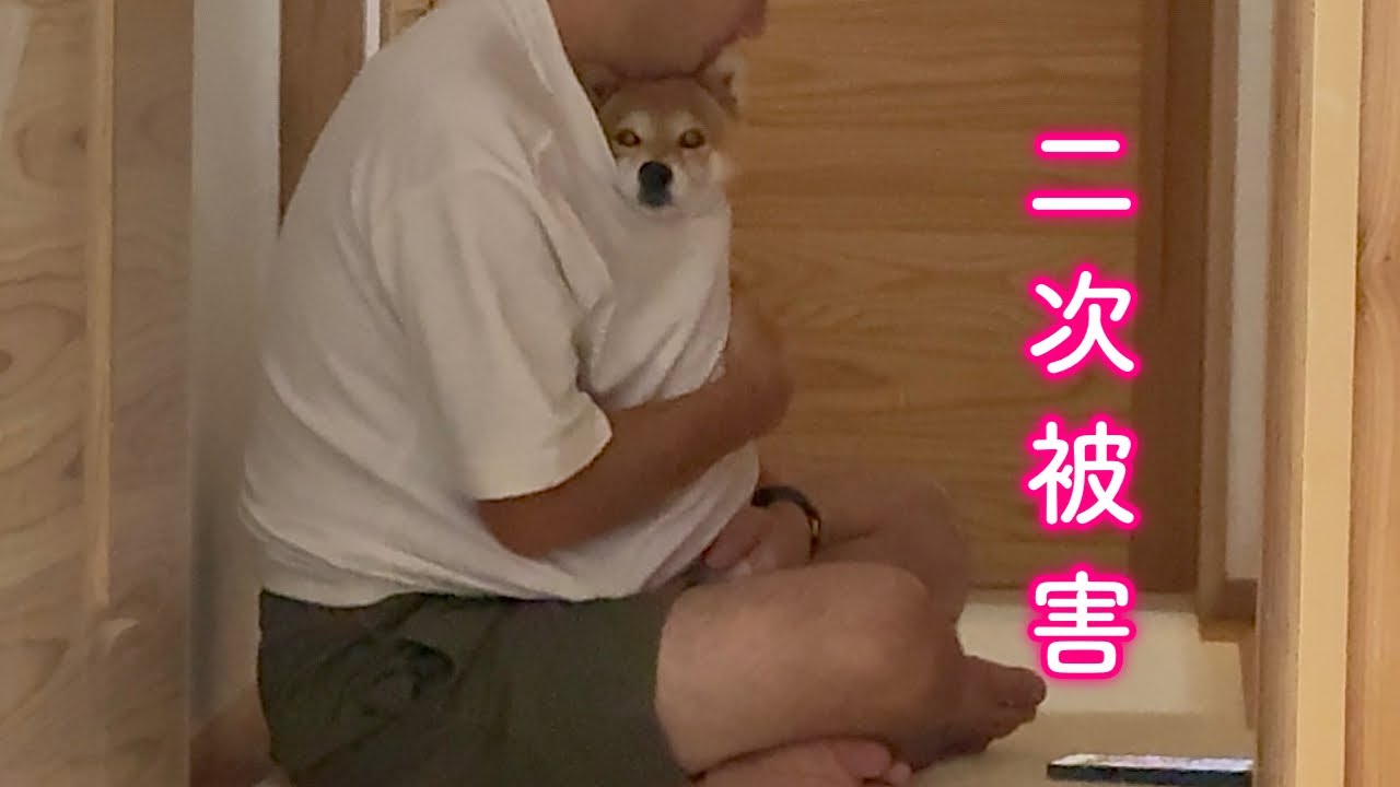 雷雨が怖くてパパの服の中に入れてもらうも暑すぎて逆に気分が悪くなる柴犬