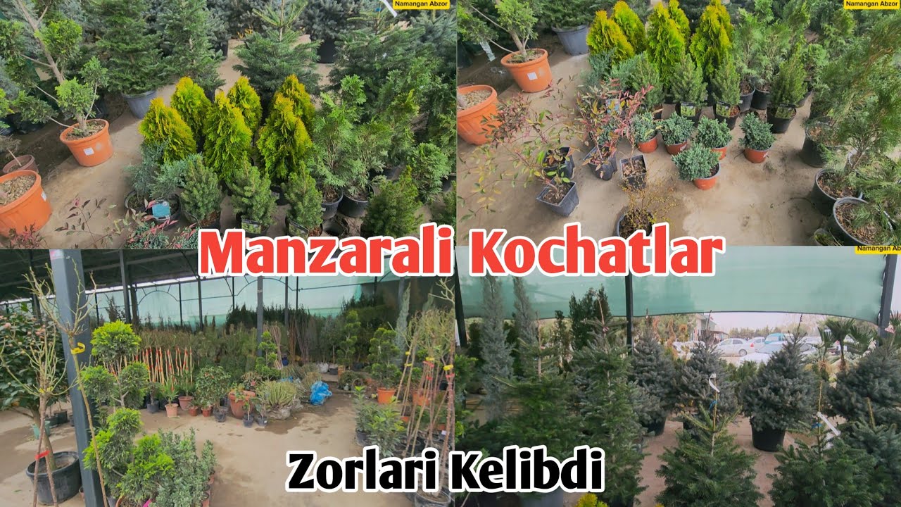 Manzarali Kochatlar narxlari Barcha turdagi sortlari bor ekan. #Dekarativni_kochstlar