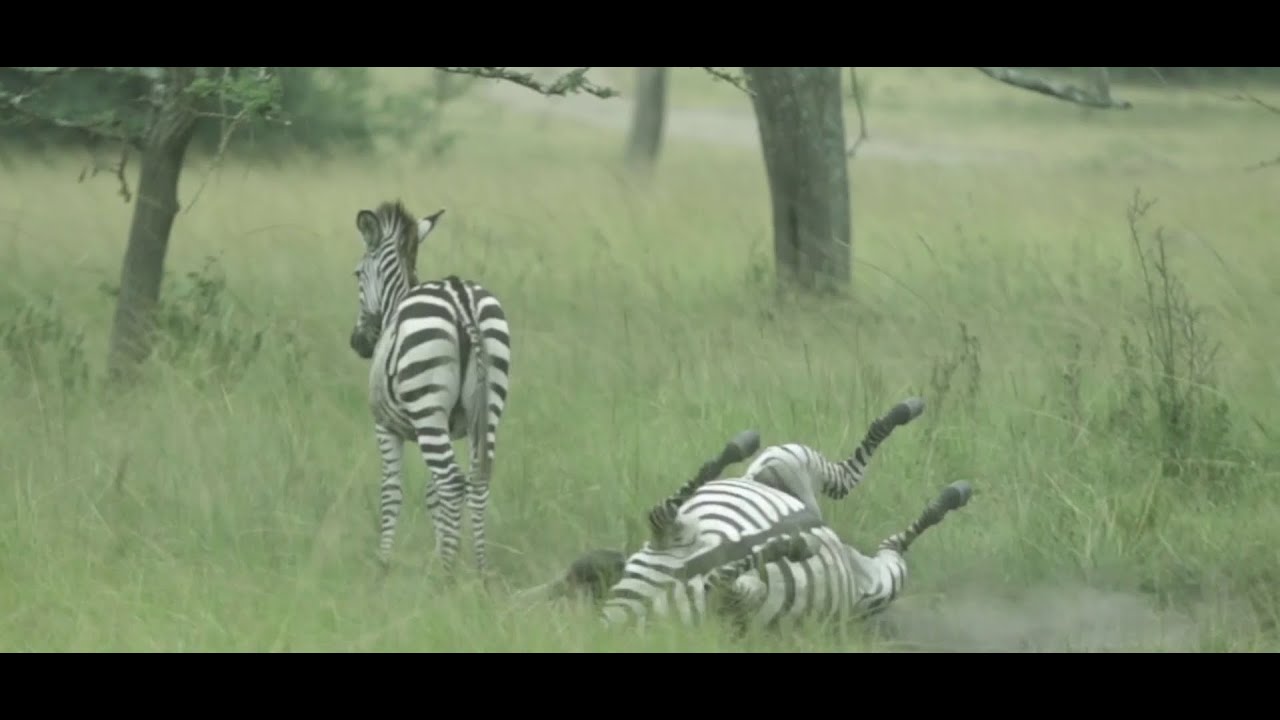 Co-existence of human and wild life in Lake Mburo National Park.