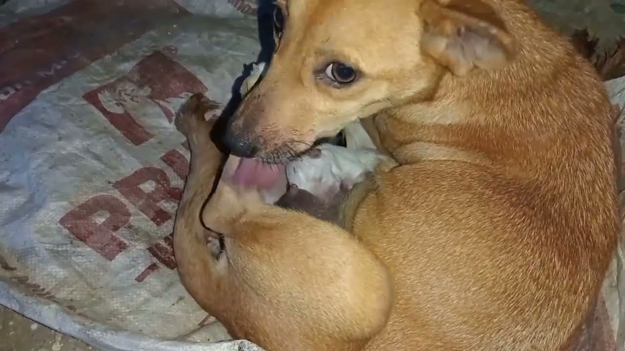 The dog gave birth