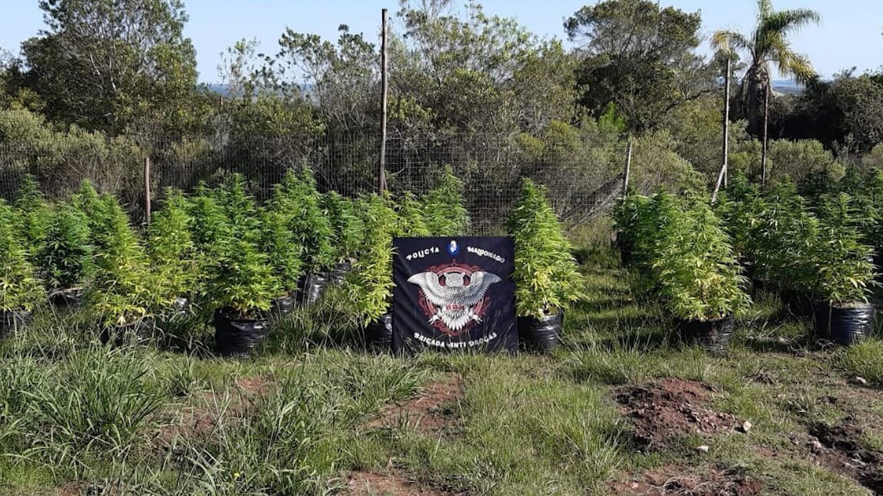 Policía de Maldonado incauta 746 plantas de marihuana y casi 12 kilos de cogollo