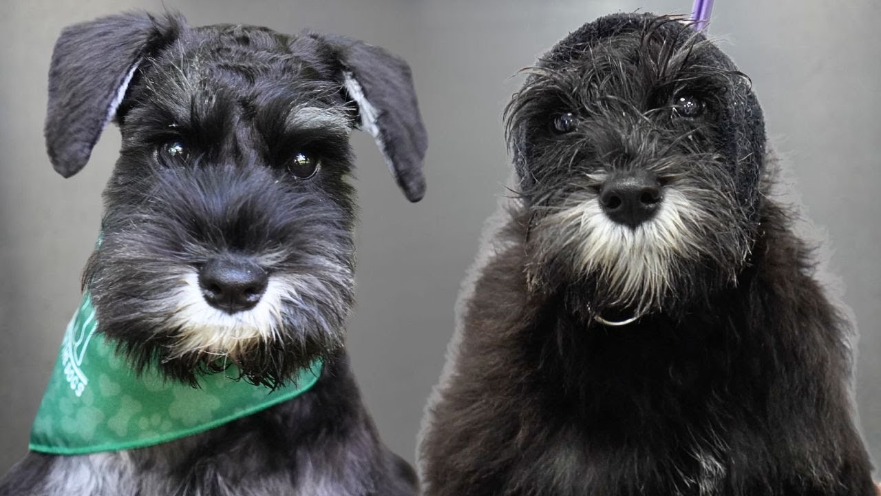 Adorable Little Puppy First Haircut 🥹 | Miniature Schnauzer