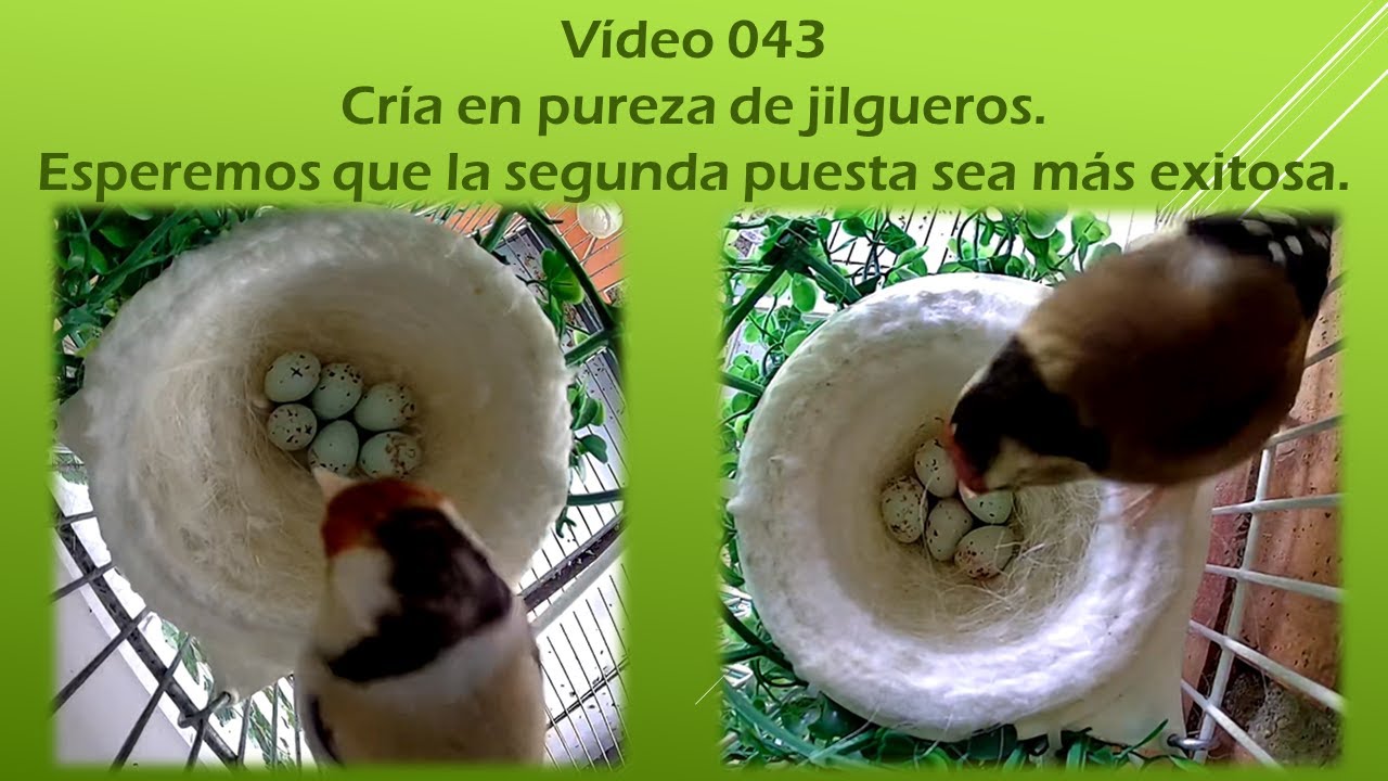 043 CRÍA EN PUREZA DE JILGUEROS  ESPEREMOS QUE LA SEGUNDA PUESTA SEA MÁS EXITOSA