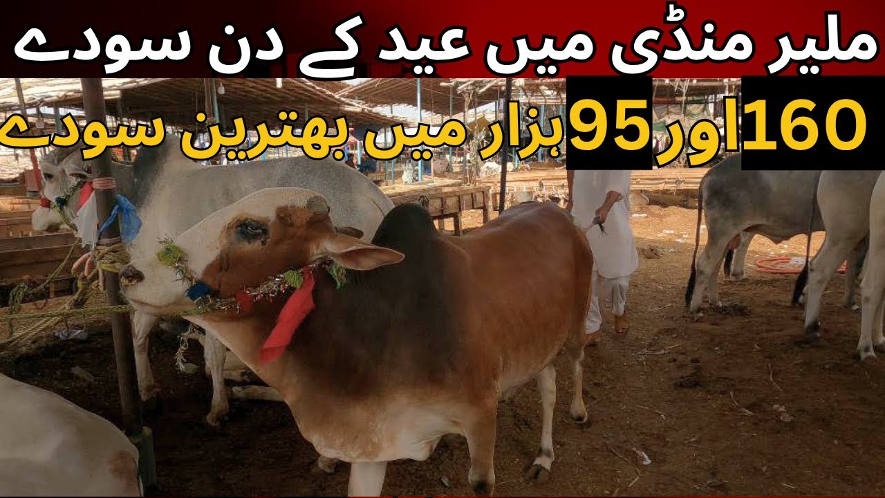 Malir Mandi Main Eid K Din Kay Soday | Malir Mandi Update | Karachi Maweshi Mandi 2025