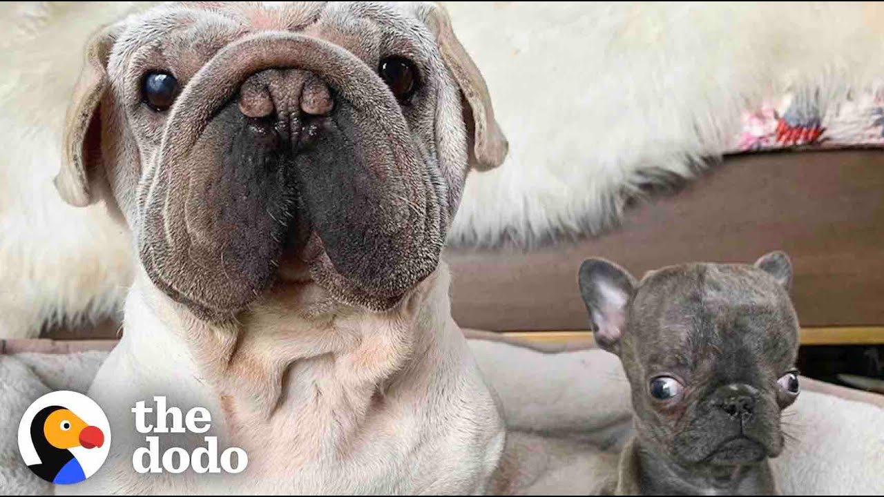 This Is The Cutest Little Alien Ever | The Dodo