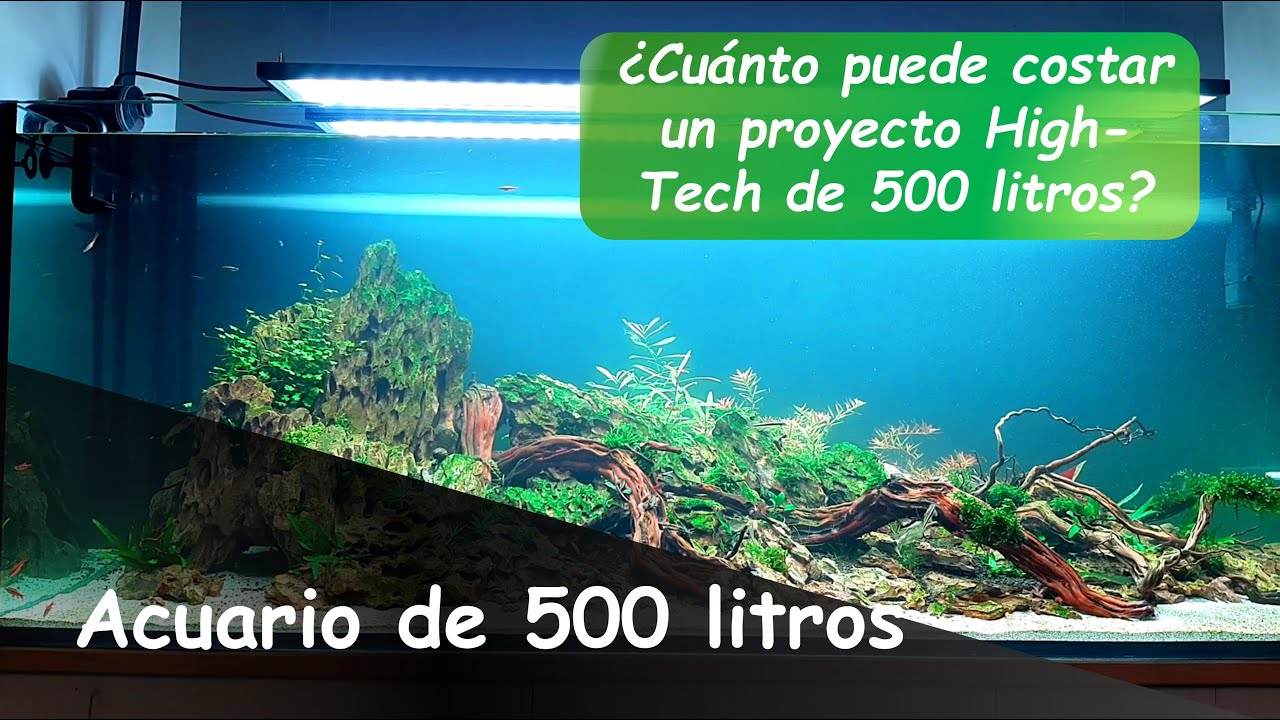 Proyecto de 500 Litros: ¿Cúanto Dinero se Necesita para Montar un ACUARIO High-Tech de 500 LITROS?