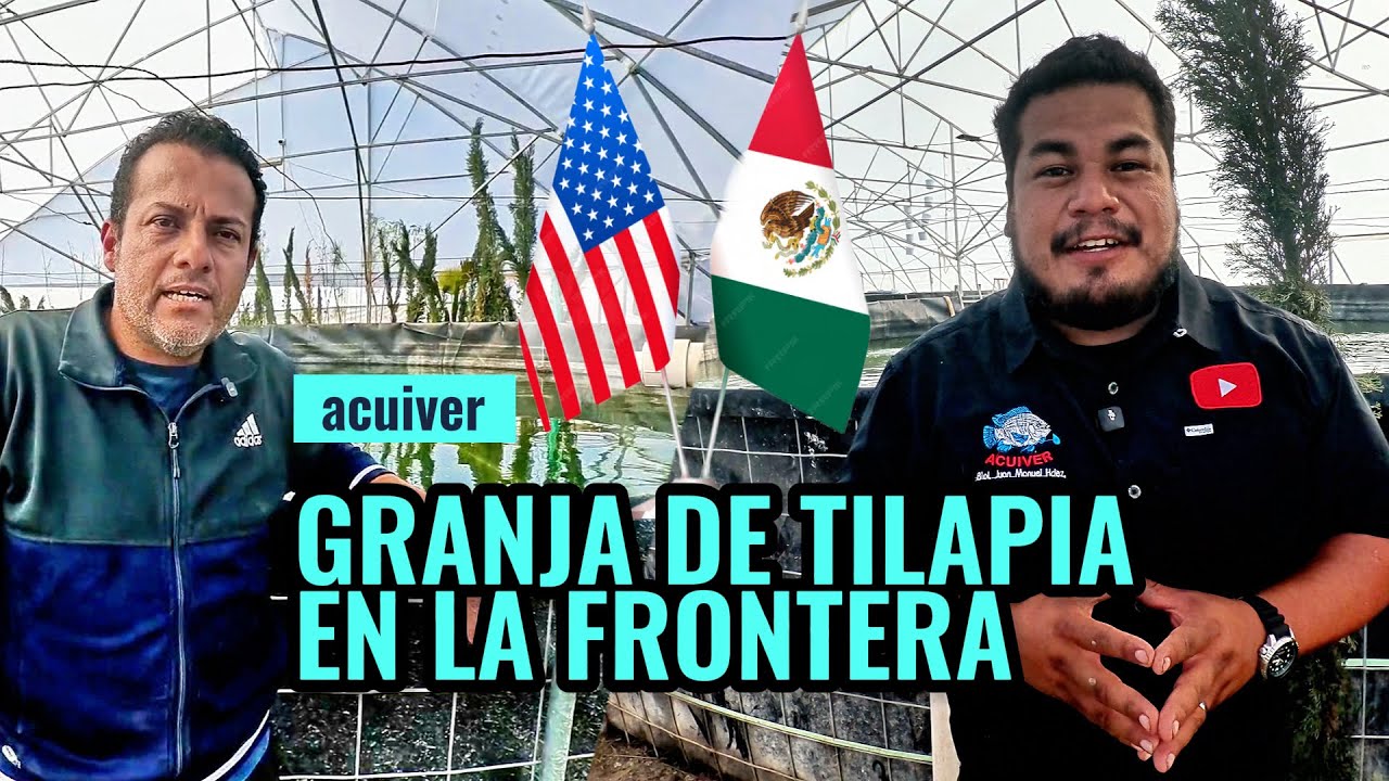 Caso de éxito en el cultivo de tilapia en el desierto de Ciudad Juárez, Chihuahua 🐟🇲🇽