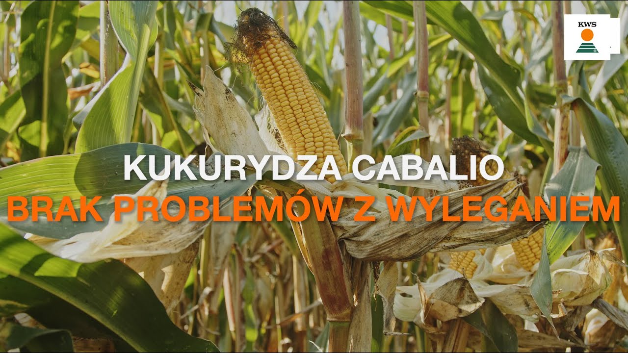 🌽CABALIO / Z tą kukurydzą możesz więcej!
