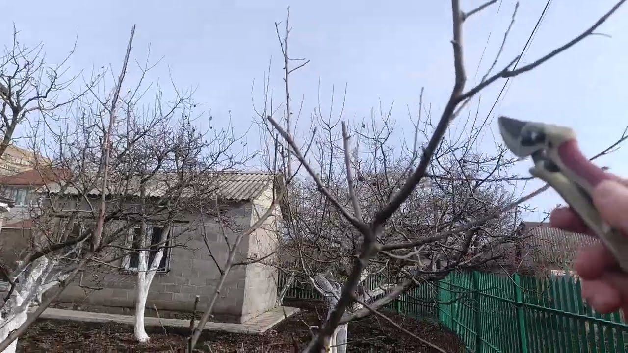 Прием по управлению ростом дерева