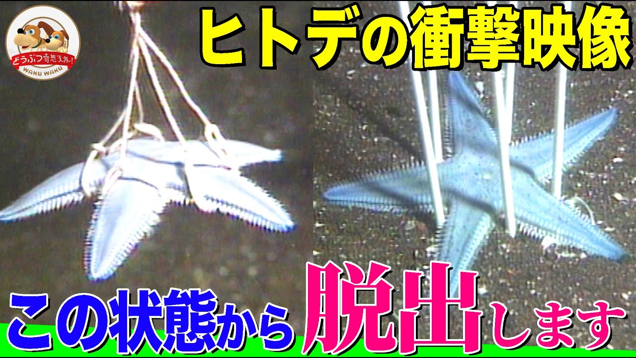 【めちゃくちゃ動く】縄抜け…棒抜け…ヒトデの卓越した“脱出能力”を海の中で大検証【どうぶつ奇想天外／WAKUWAKU】