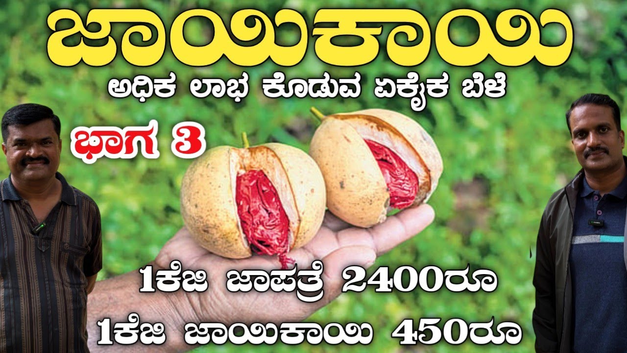 ಜಾಯಿಕಾಯಿ ಕೃಷಿ |nutmeg farming|nutmeg cultivation|nutmeg marketing|nutmeg sales|nutmegplants|nutmeg