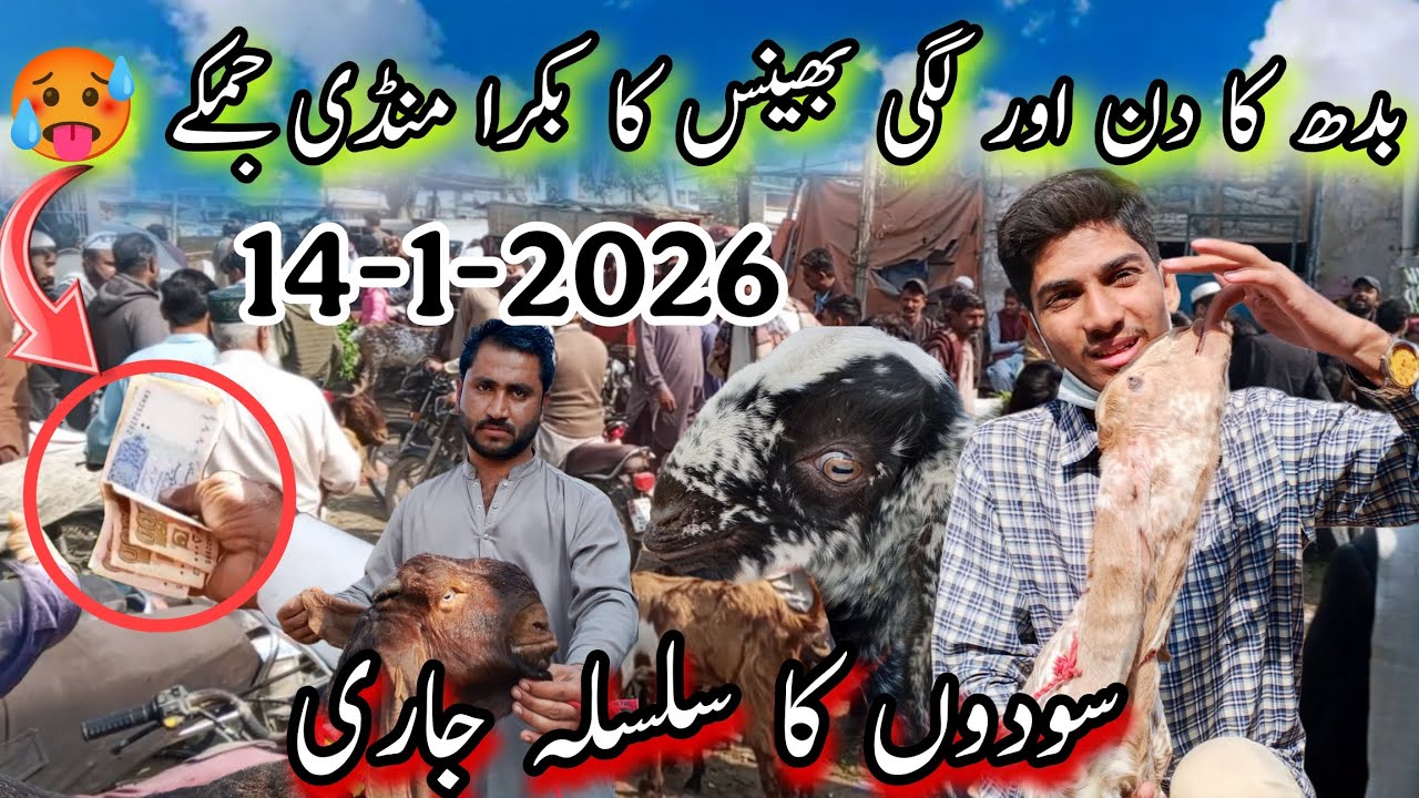 Bhains Colony Bakra Mandi Latest Situation | 14-1-2026 | Doodh Wali Or Gabban Bakriyan | @AhmedKSath