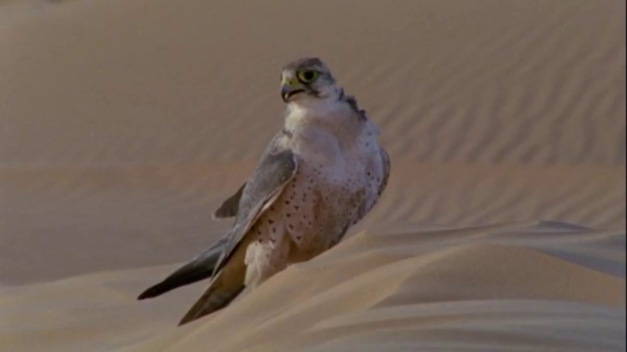 Saied Karoui - Tir el borni - 2007 - السيد القروي - طير البرني