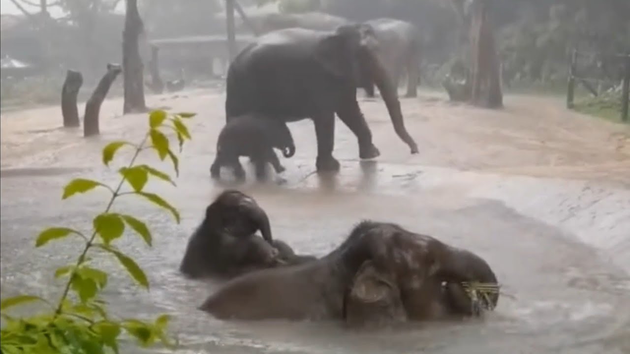 Elephant Water Party! Cute Baby Elephants Enjoy Water Play in the Rain