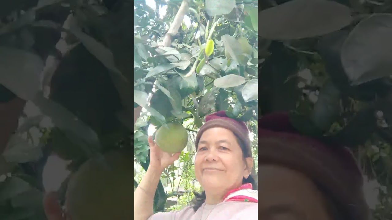 pomelo fruits so many vibes2026