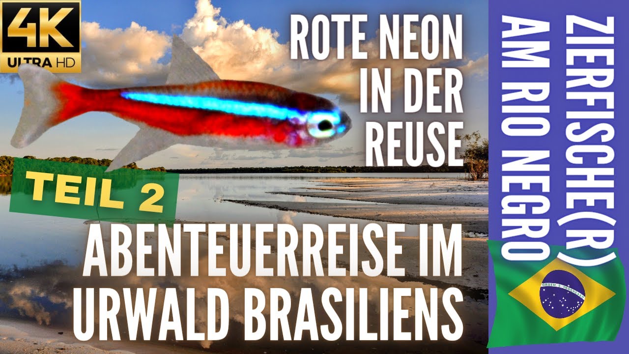 Zierfische(r) am Rio Negro 2 | Rote Neon in der Reuse | Abenteuerreise im Urwald Brasiliens | 4K