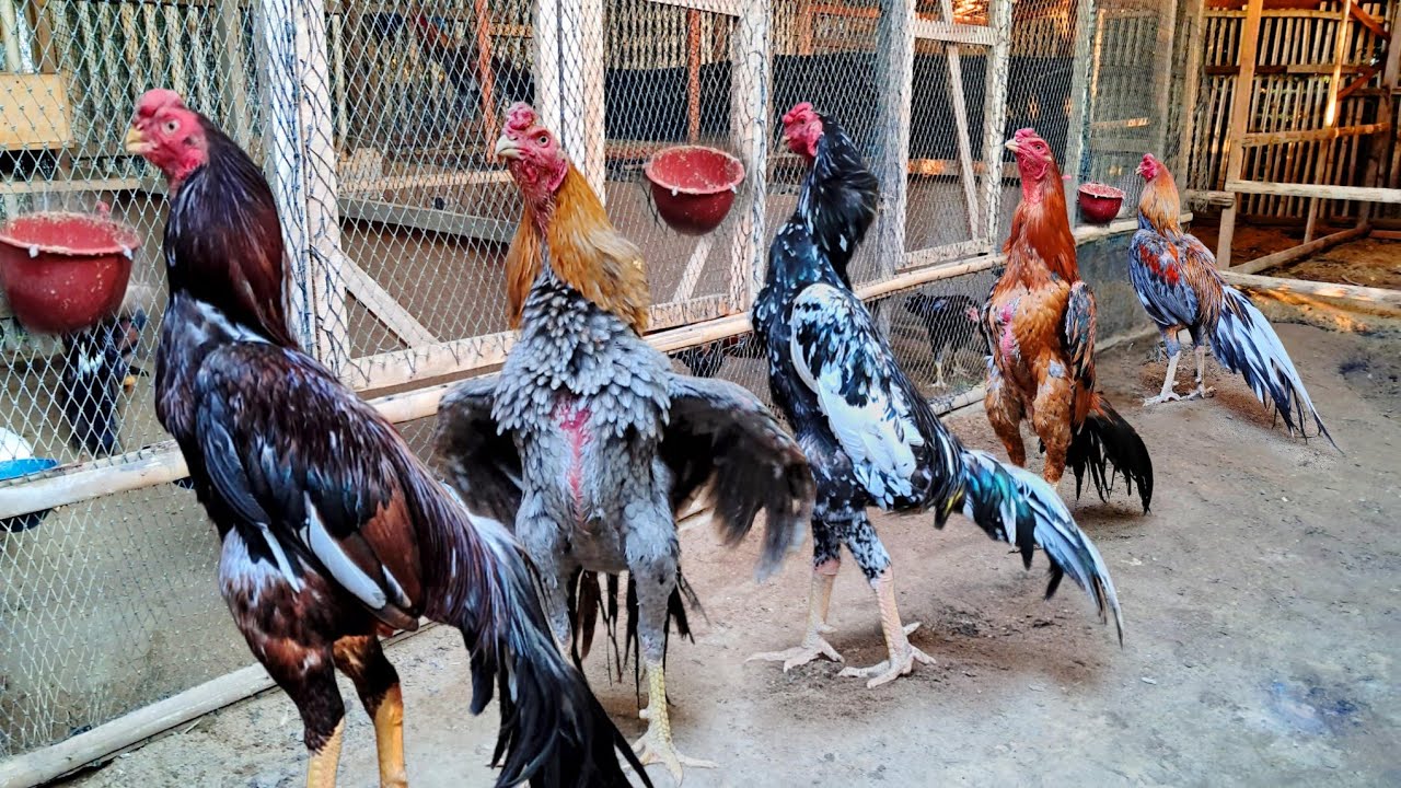 KEUNTUNGAN PELHARA AYAM HIAS | kandang Adijaya farm