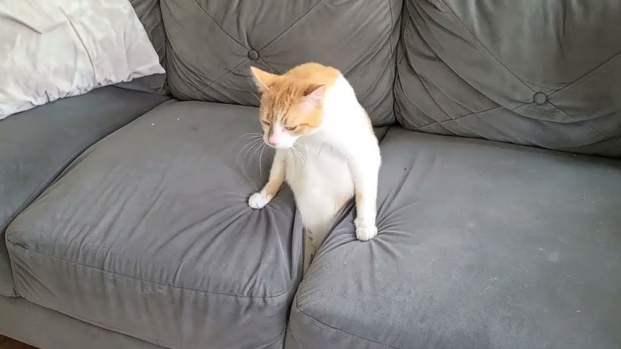 Смешные видео с кошками 2024 года 😍 Попробуй не засмеяться